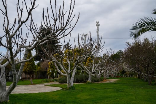 Bare branches reach for the sky in a tranquil garden area, lush grass surrounding dormant trees and overcast weather.