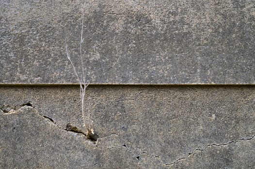 A fragile plant emerges from a crack, showcasing nature's determination against a backdrop of aged concrete.