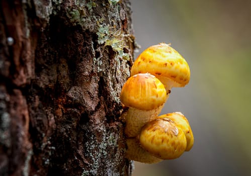 A small cluster of honey mushrooms on the side of a tree.