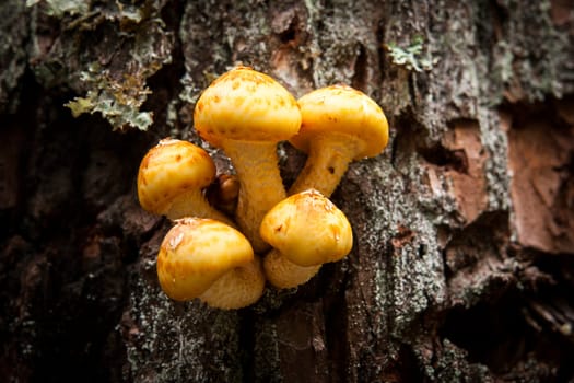 A small cluster of honey mushrooms on the side of a tree.
