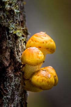 A small cluster of honey mushrooms on the side of a tree.