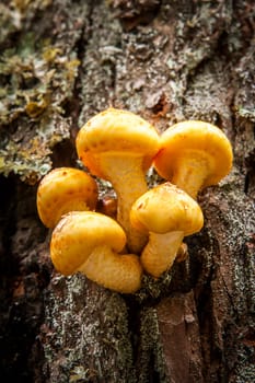 A small cluster of honey mushrooms on the side of a tree.