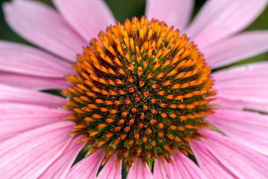 An extreme close up of the Pale Purple Cone flower.
