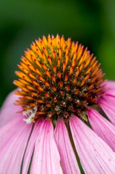 An extreme close up of the Pale Purple Cone flower.
