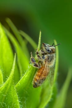 A honey bee on the leaf of a sunflower plant.