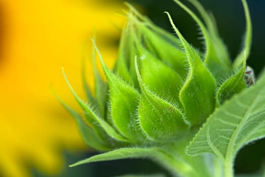 A small sunflower bud in the garden.