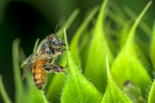 A honey bee on the leaf of a sunflower plant.