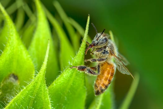 A honey bee on the leaf of a sunflower plant.