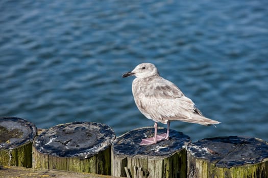A young juvenile seagull in Westport, Washington.