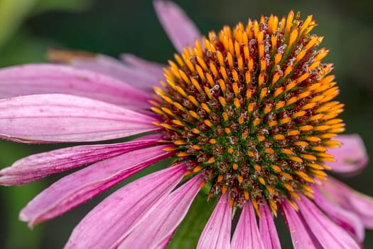 An extreme close up of the Pale Purple Cone flower.