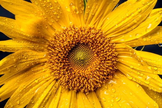 Extreme close up of a bright yellow sunflower with water drops on it.