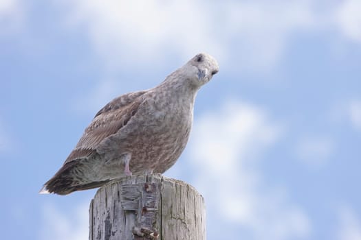 Immature Herring Gull, Larus Argentatus, looks down at camera at the Westhaven Cove in Westport, Washington.