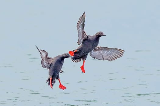 Two pigeon guillemot flying just above the water in Westport, Washington.