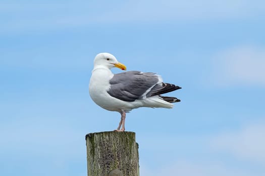 An adult Herring Gull perched on a post at Westhaven Cove in Westport, Washington.
