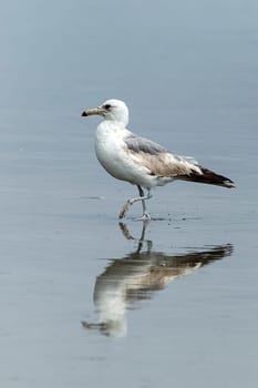 Reflection of a Herring Gull searching for food on Orange City Beach in Ocean Shores, Washington.