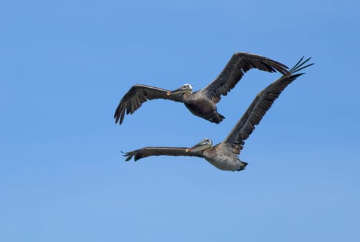 Two eastern brown pelicans, Pelecanus occidentalis, flying in the sky above Westhaven Cove in Westport, Washington.