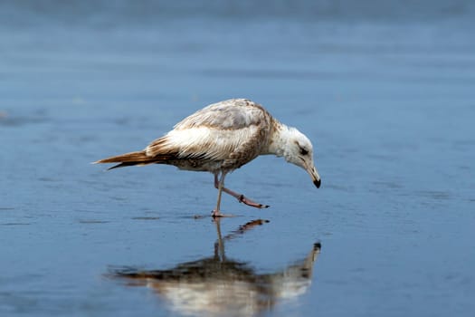 Reflection of an immature Herring Gull searching for food on Orange City Beach in Ocean Shores, Washington.