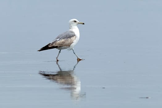 Reflection of a Herring Gull searching for food on Orange City Beach in Ocean Shores, Washington.