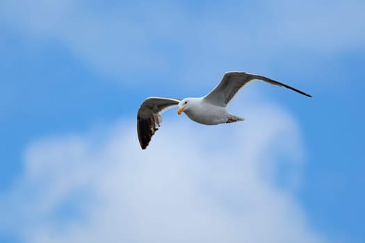 A herring gull flies in the sky above Westport, Washington.