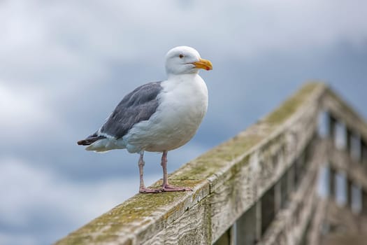 An adult Herring Gull perched on a railing at Westhaven Cove in Westport, Washington.
