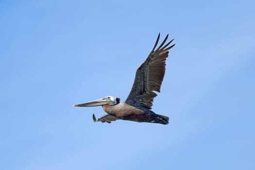 Two eastern brown pelicans, Pelecanus occidentalis, flying in the sky above Westhaven Cove in Westport, Washington.