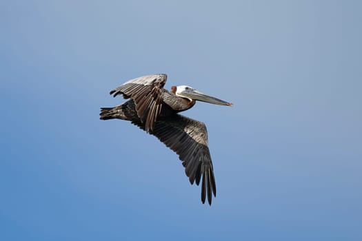 An eastern brown pelican, Pelecanus occidentalis, flying in the sky above Westhaven Cove in Westport, Washington.