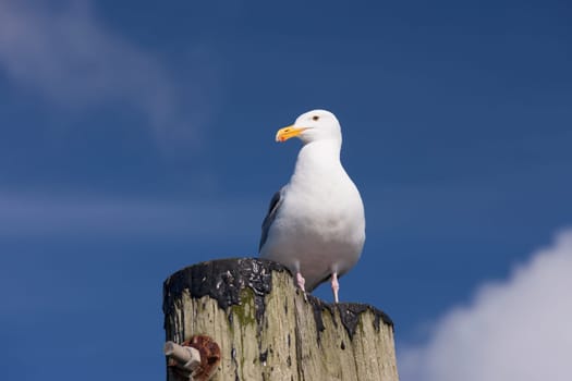 An adult Herring Gull perched on a post at Westhaven Cove in Westport, Washington.