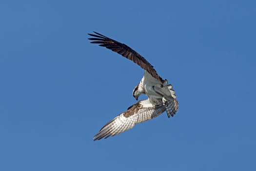 An osprey in north Idaho is fluttering its wings up in a clear blue sky.