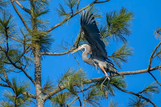 A great blue heron is bringing a stick in to build a nest in the tree in Fernan, Idaho.