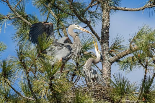 A great blue heron is bringing a stick in to build a nest in the tree in Fernan, Idaho.