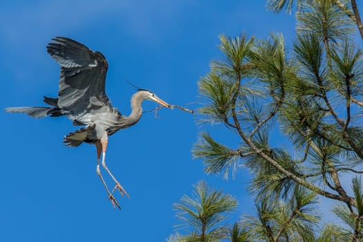 A heron flies in with a stick in its beak to buld its nest near Fernan, Idaho.