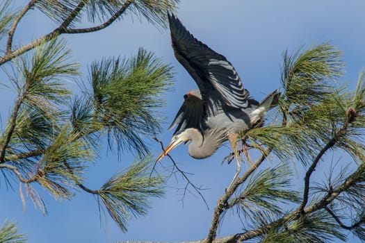 A great blue heron is bringing a stick in to build a nest in the tree in Fernan, Idaho.