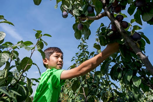 A young boy has fun picking fresh plums off of a plum tree.