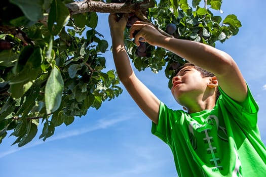 A young boy reaches up to pluck a plum from the tree.