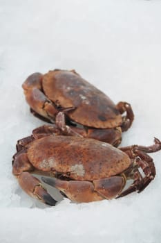 Two crabs lie on a bed of ice in a bustling seafood market.