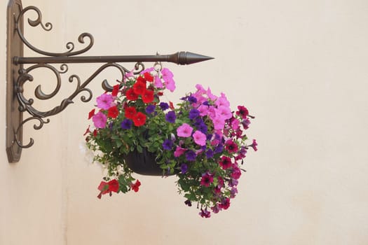 Colorful petunias bloom in a hanging basket against a light wall.