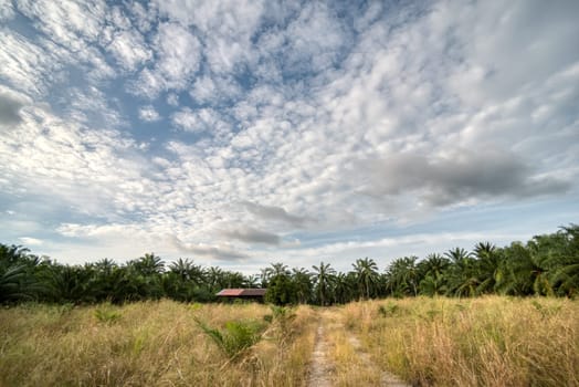 wide panoramic agriculture landscape scene around the vicinity of rural pathway road.