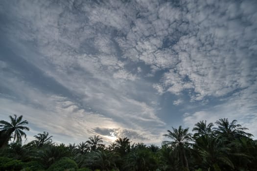 wide panoramic agriculture landscape scene around the vicinity of rural pathway road.