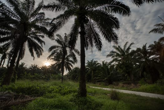 wide panoramic agriculture landscape scene around the vicinity of rural pathway road.