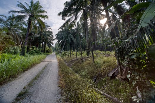 wide panoramic agriculture landscape scene around the vicinity of rural pathway road.