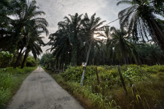 wide panoramic agriculture landscape scene around the vicinity of rural pathway road.