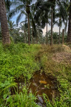 wide panoramic agriculture landscape scene around the vicinity of rural pathway road.