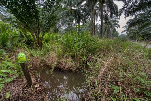 wide panoramic agriculture landscape scene around the vicinity of rural pathway road.