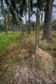 wide panoramic agriculture landscape scene around the vicinity of rural pathway road.