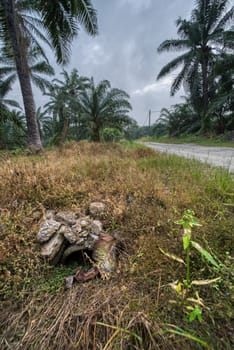 wide panoramic agriculture landscape scene around the vicinity of rural pathway road.