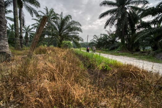 wide panoramic agriculture landscape scene around the vicinity of rural pathway road.