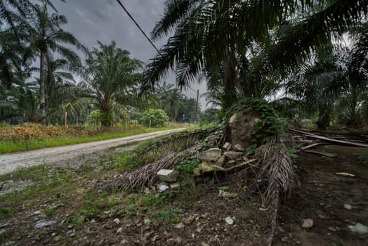 wide panoramic agriculture landscape scene around the vicinity of rural pathway road.