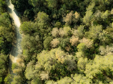 This aerial photograph captures a dense forest in various shades of green, featuring a winding dirt road that contrasts beautifully with the rich foliage below.