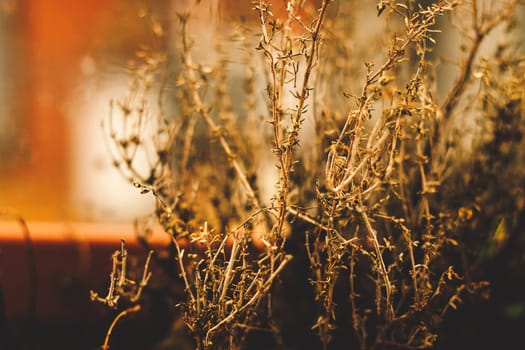 A close-up view of a dried plant with intricate, tangled branches, beautifully captured in soft focus, evoking a sense of fragility and the passage of time.
