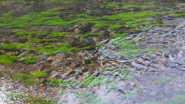 Green algae stream nature plants garden flora botanical summer day park travel water ecology forest outdoors . High quality photo